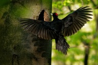 Datel cerny - Dryocopus martius - Black Woodpecker 1475